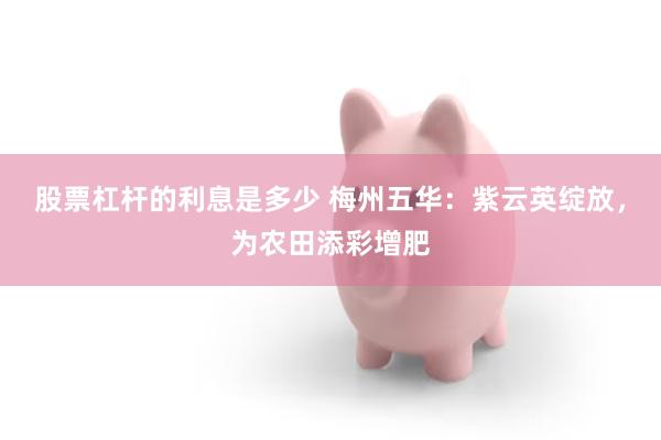 股票杠杆的利息是多少 梅州五华：紫云英绽放，为农田添彩增肥